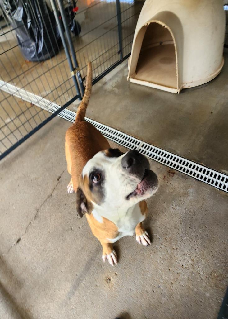 Blaze, Adoptable, Young Male Boxer & Staffordshire Bull Terrier.