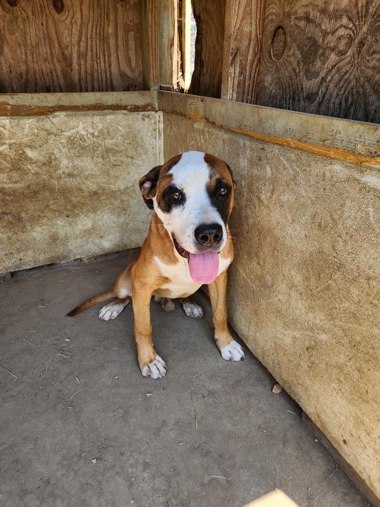Enlarge Blaze, a Adoptable mixed breed in Fayetteville, TN image 2/5