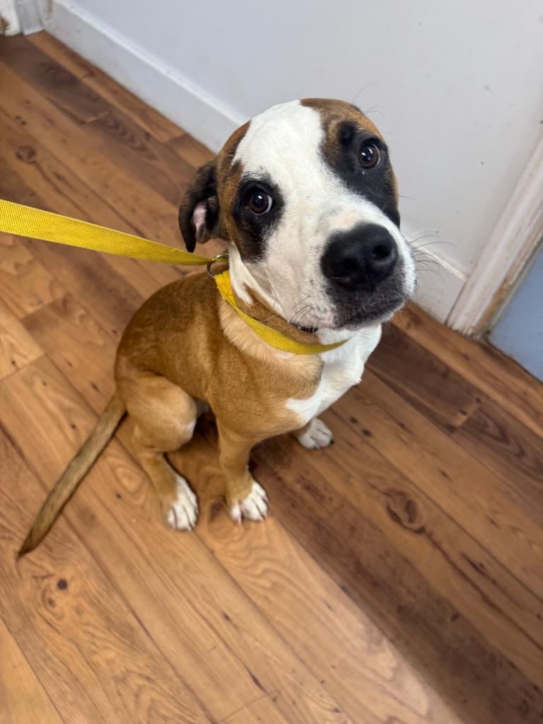 Enlarge Blaze, a Adoptable mixed breed in Fayetteville, TN image 3/5