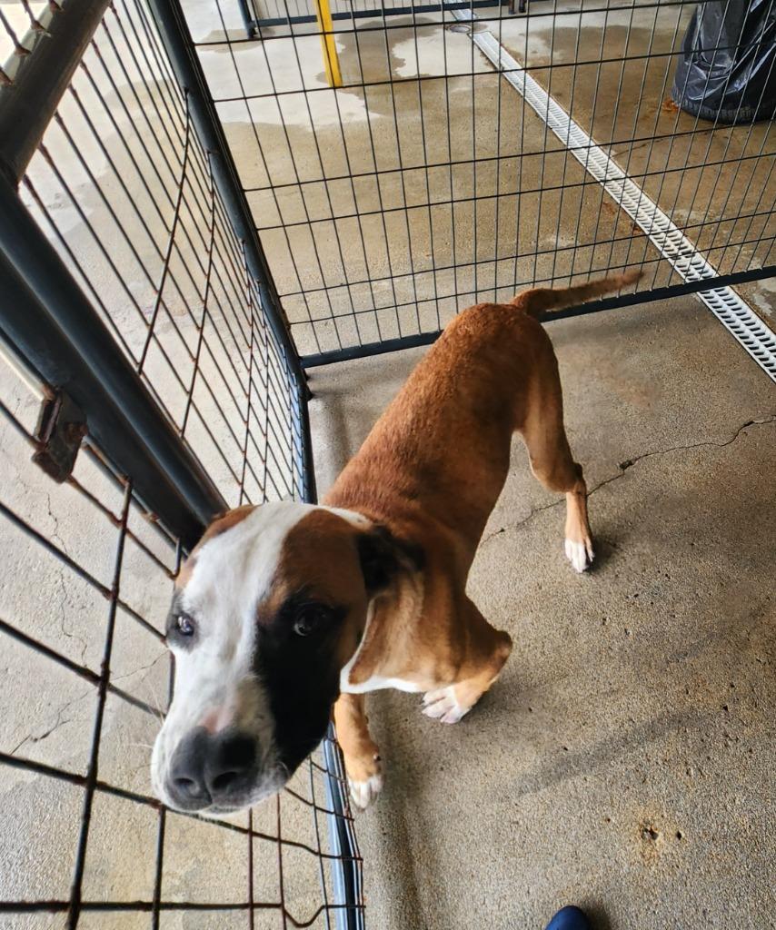Enlarge Blaze, a Adoptable mixed breed in Fayetteville, TN image 4/5