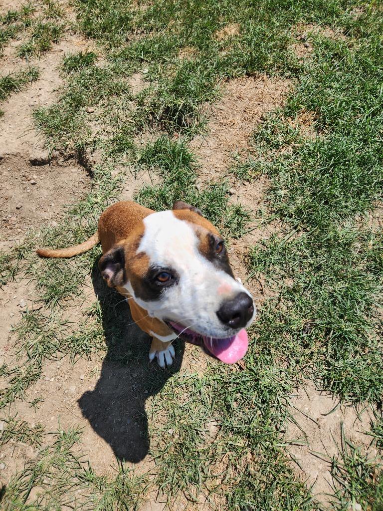 Enlarge Blaze, a Adoptable mixed breed in Fayetteville, TN image 5/5