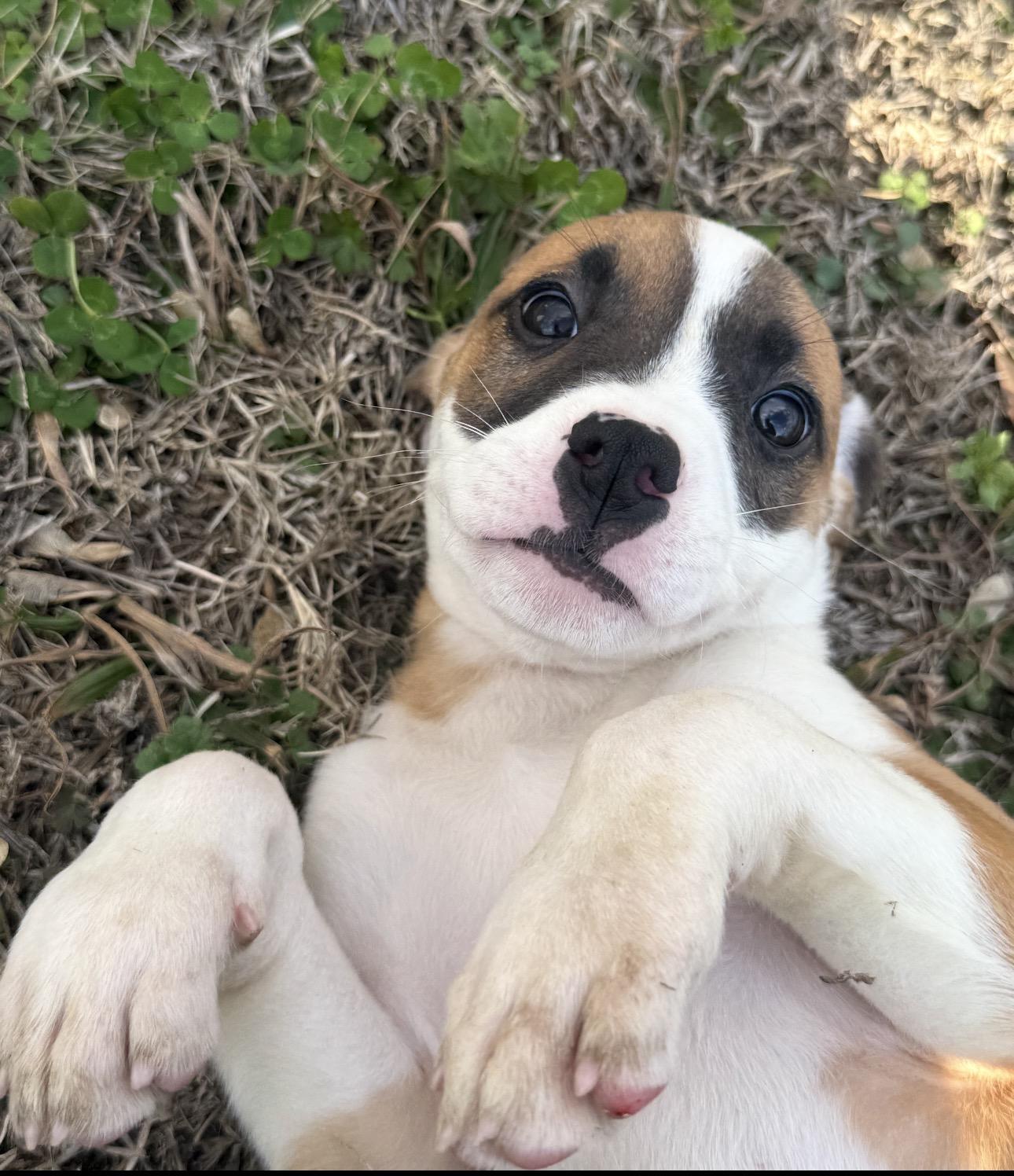 Enlarge Ruby, a ADOPTABLE Mixed Breed in Vicksburg, MS image 2/2