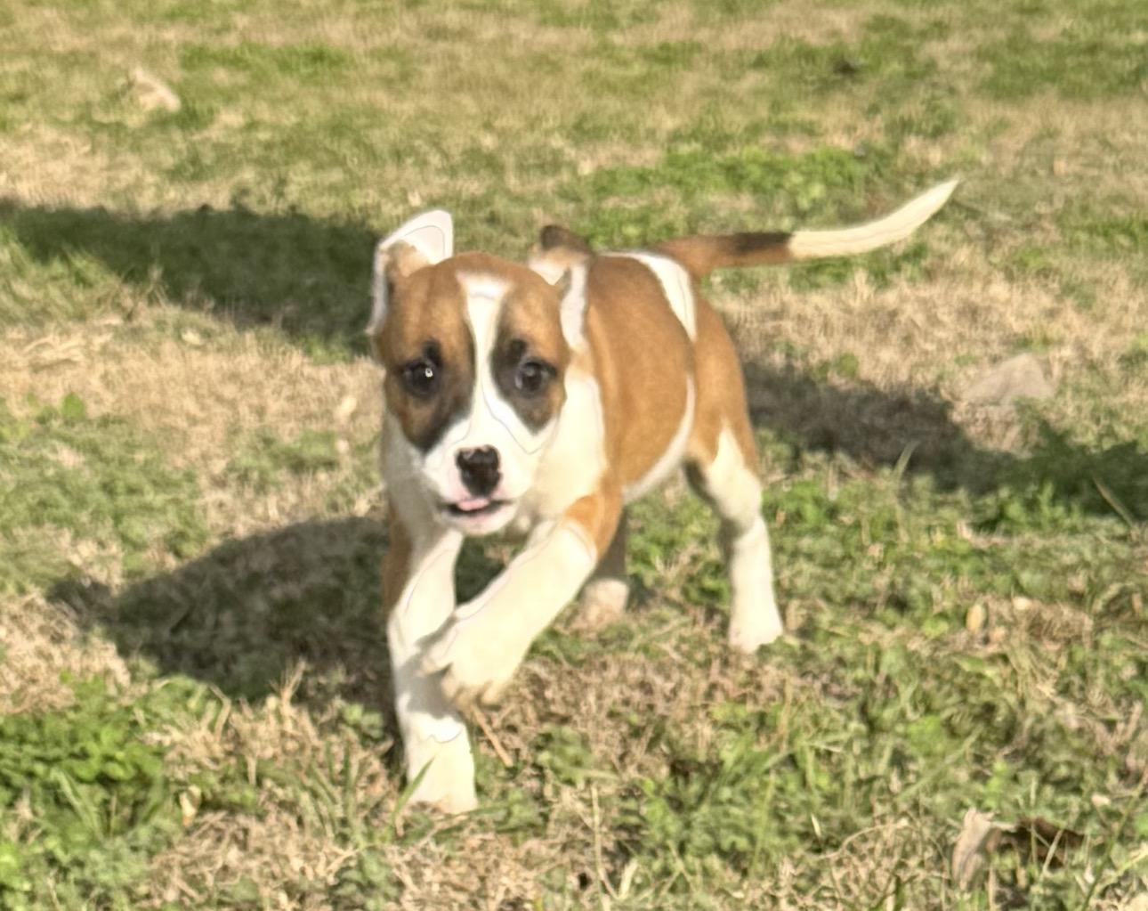 Ruby, ADOPTABLE, Puppy Female Mixed Breed.