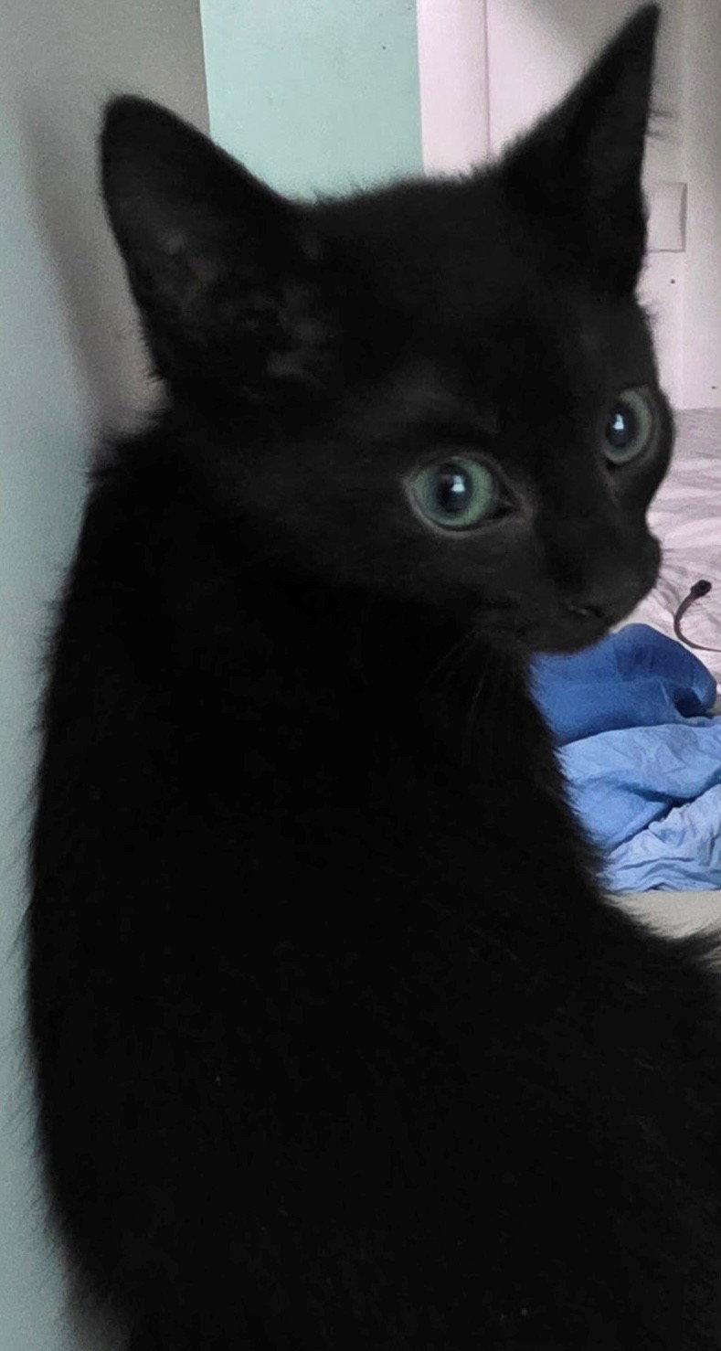 JET, Adoptable, Kitten Male American Shorthair.