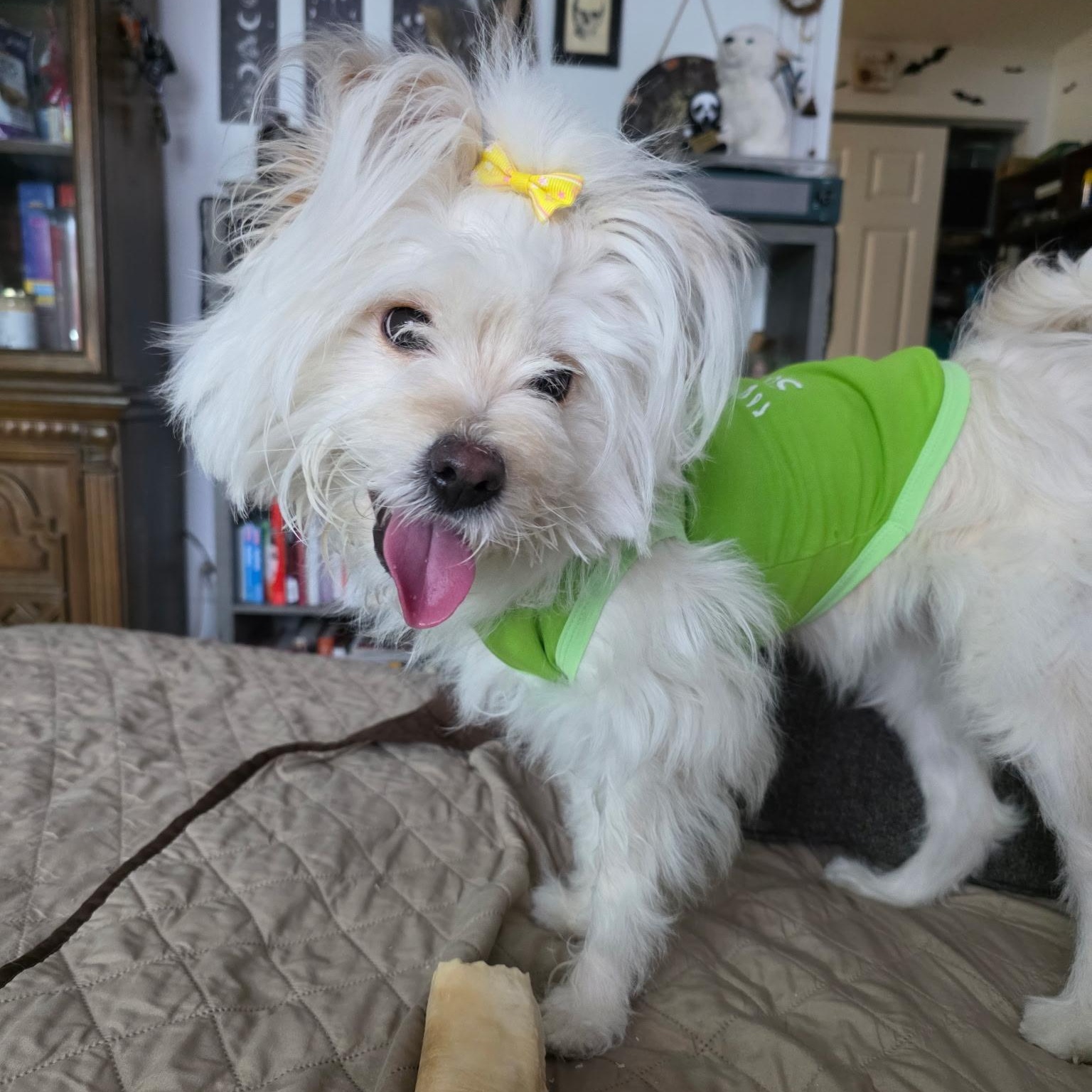 Skylar, adopted, Young Female Maltese & Retriever.