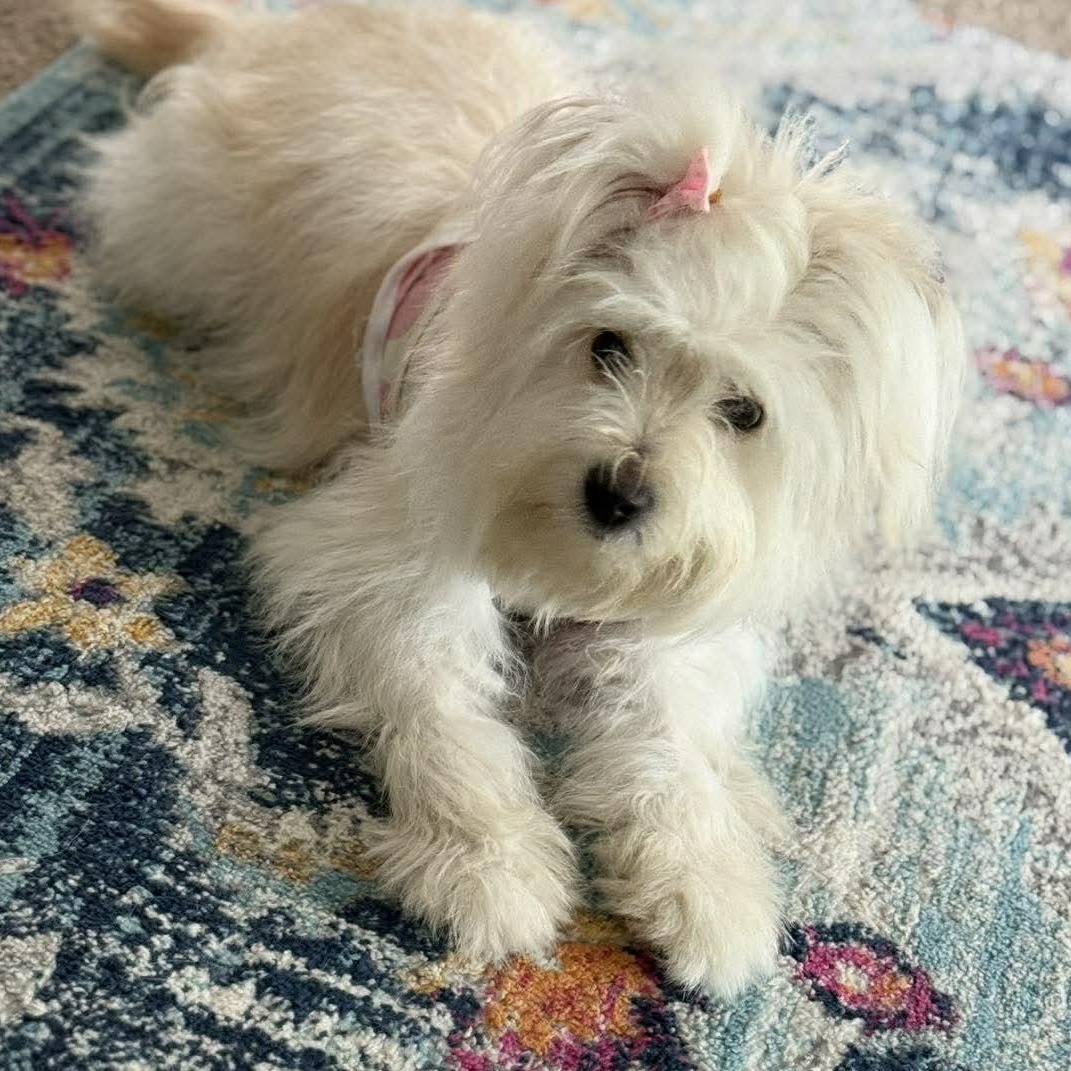 Enlarge Skylar, an adopted mixed breed in Rochester, NY image 2/4