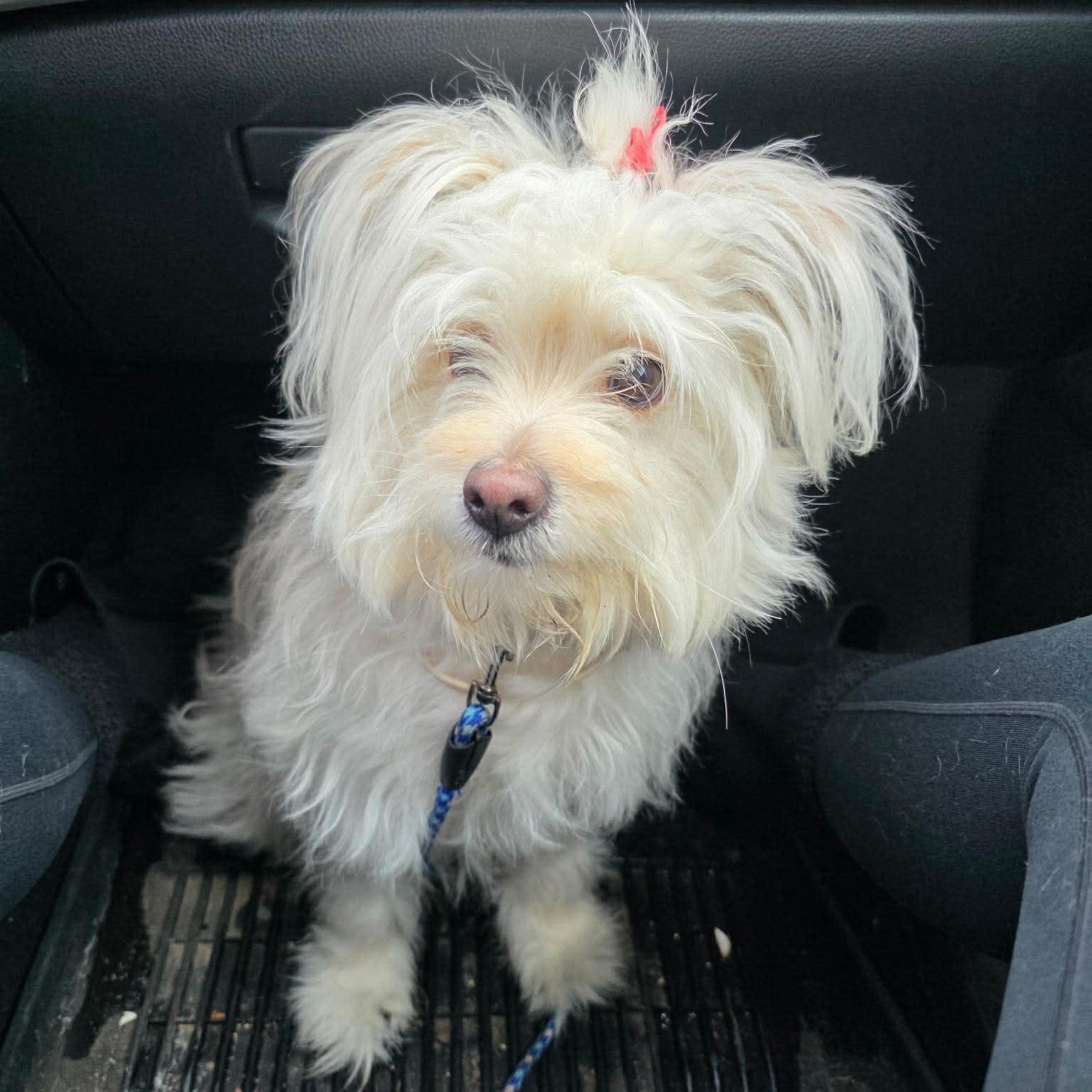 Enlarge Skylar, an adopted mixed breed in Rochester, NY image 3/4