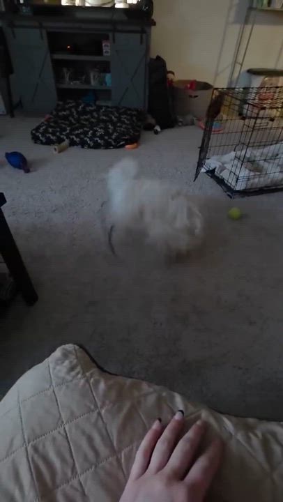 Enlarge Skylar, an adopted mixed breed in Rochester, NY video 4/4