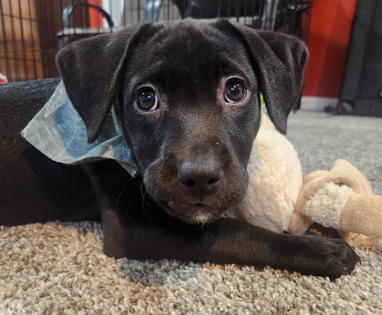 Enlarge Fern, a ADOPTABLE mixed breed in Grand Haven, MI image 3/5