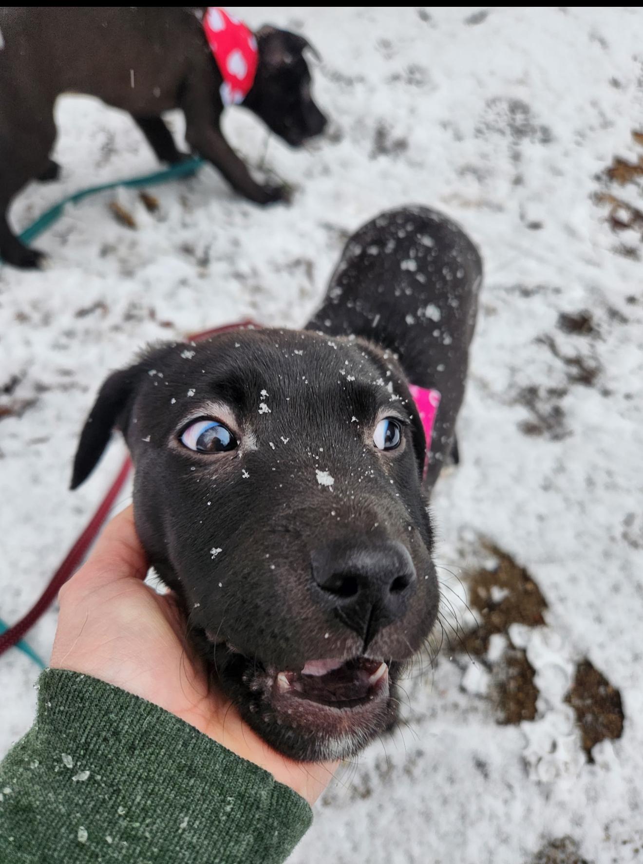 Enlarge Fern, a ADOPTABLE mixed breed in Grand Haven, MI image 4/5