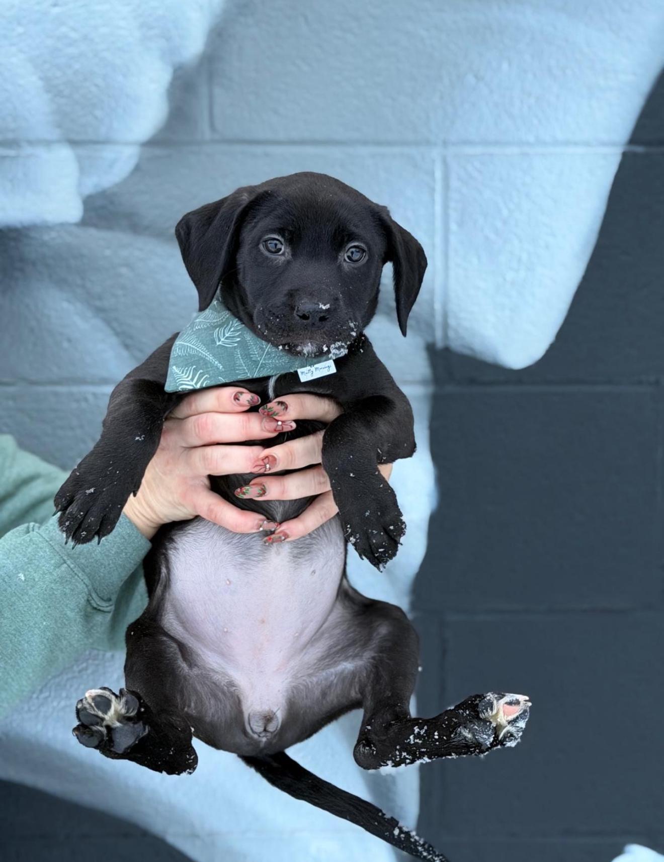 Enlarge Fern, a ADOPTABLE mixed breed in Grand Haven, MI image 5/5