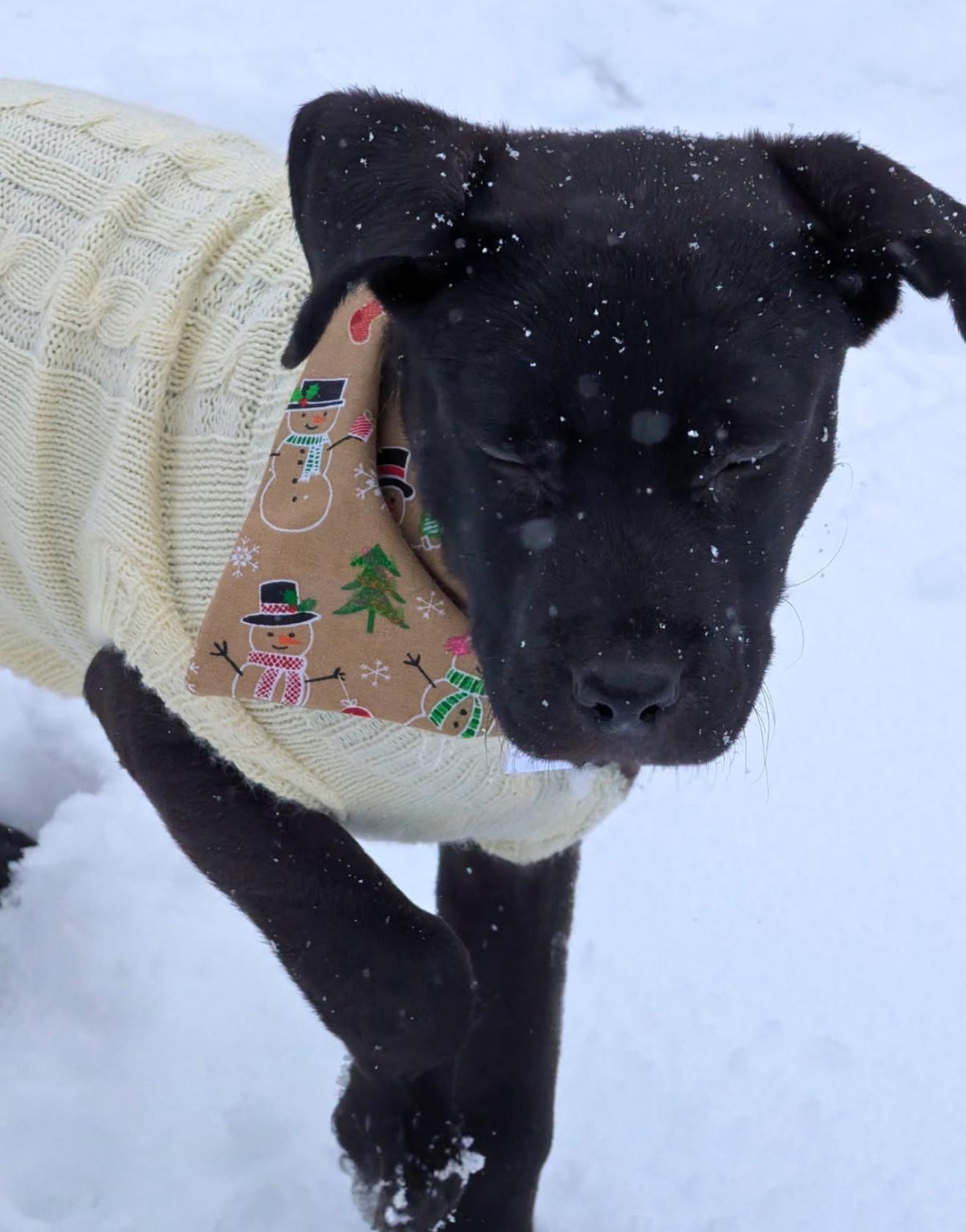 Enlarge Fern, a ADOPTABLE mixed breed in Grand Haven, MI image 2/5
