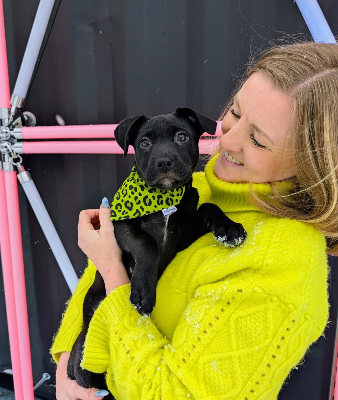 Fern, ADOPTABLE, Puppy Female Black Labrador Retriever.