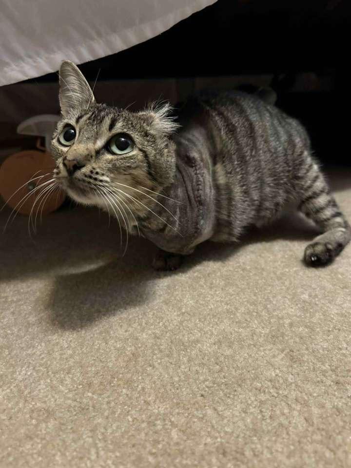 Tippy Eileen, a Adoptable Domestic Short Hair in McKenzie, TN image 1/6