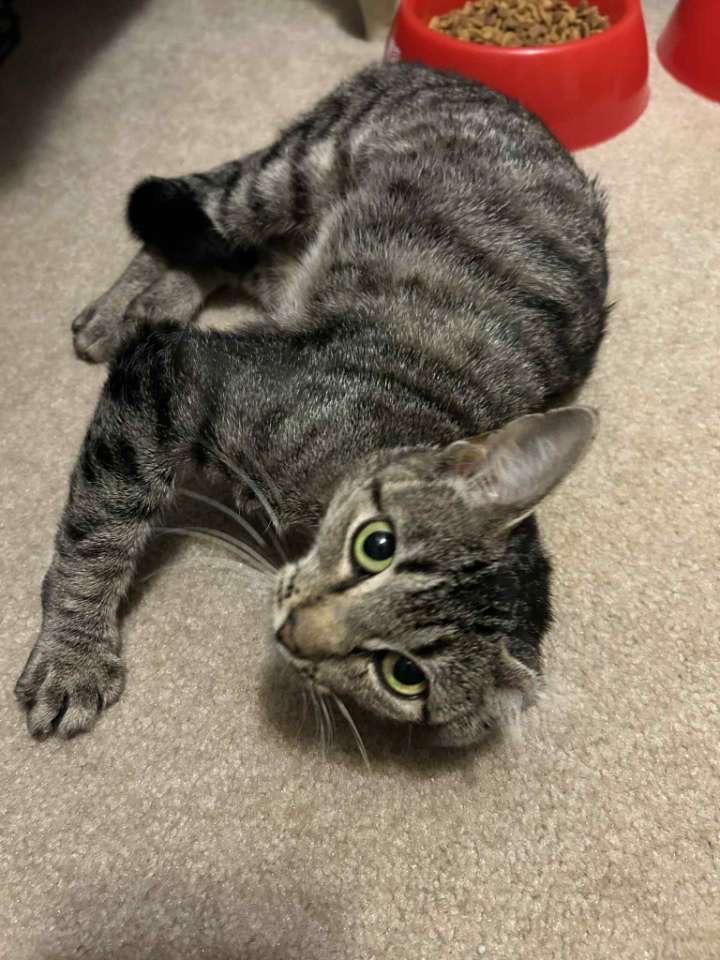 Tippy Eileen, a Adoptable Domestic Short Hair in McKenzie, TN image 2/6