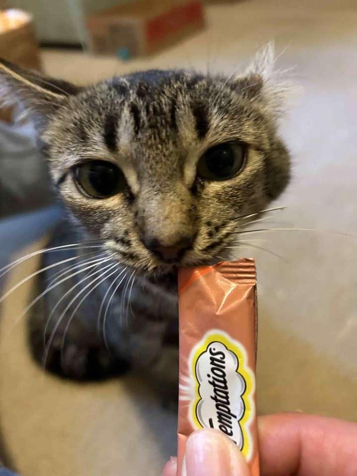 Tippy Eileen, a Adoptable Domestic Short Hair in McKenzie, TN image 3/6