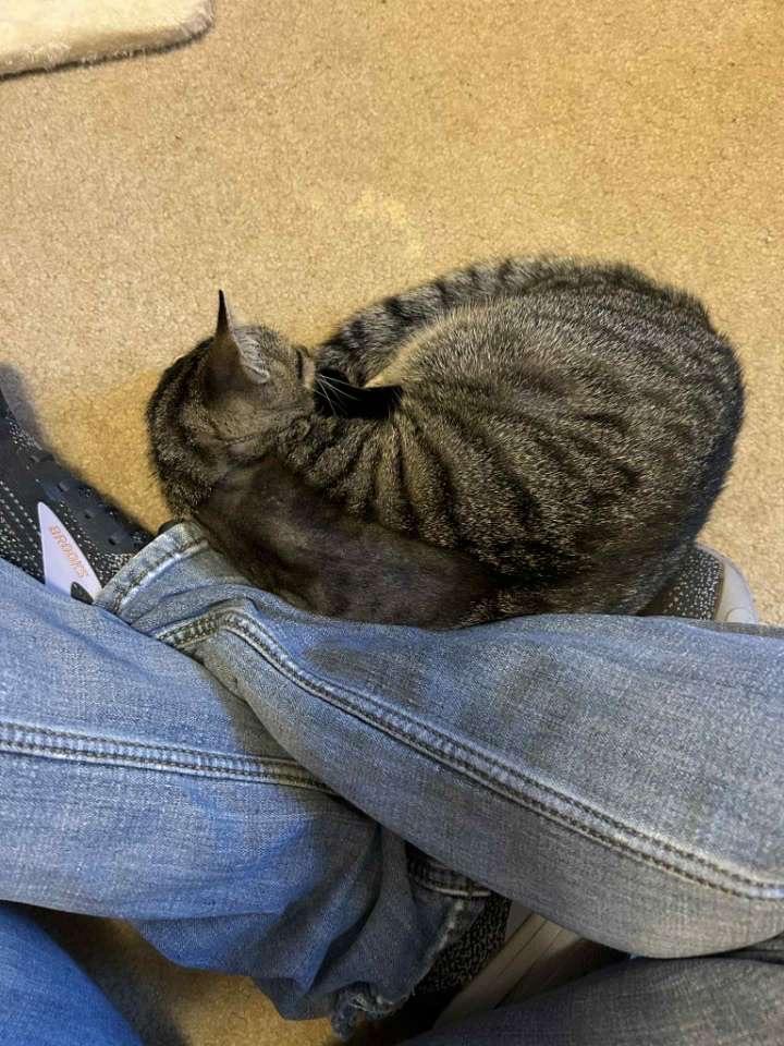 Tippy Eileen, a Adoptable Domestic Short Hair in McKenzie, TN image 4/6