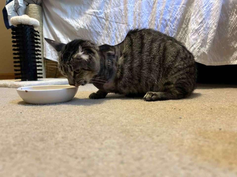 Tippy Eileen, a Adoptable Domestic Short Hair in McKenzie, TN image 5/6