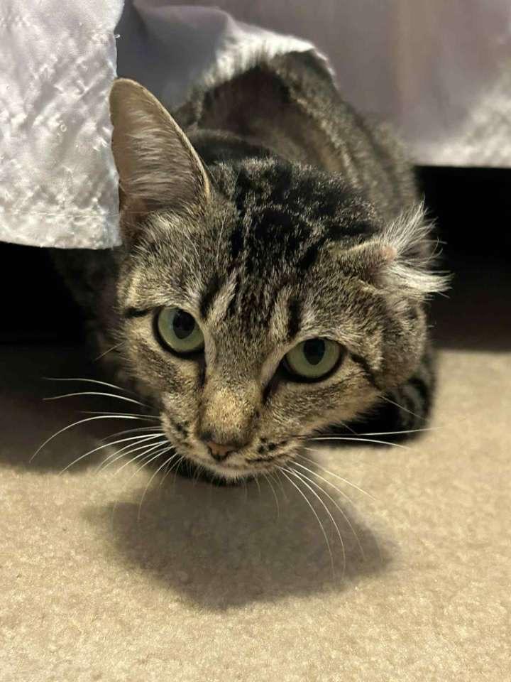 Tippy Eileen, a Adoptable Domestic Short Hair in McKenzie, TN image 6/6