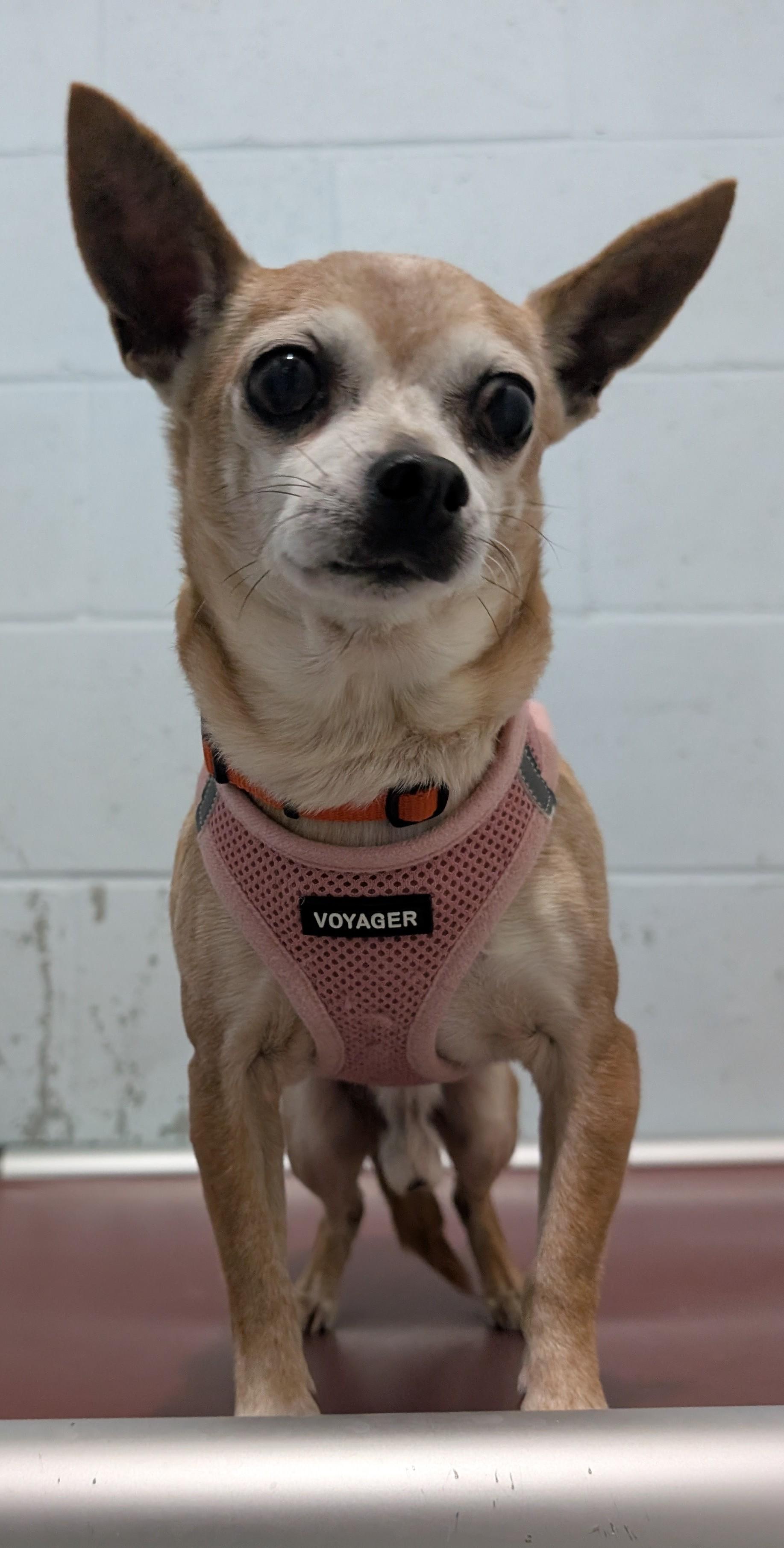 Enlarge Edgar, an adopted Chihuahua in New Ulm, MN image 2/3