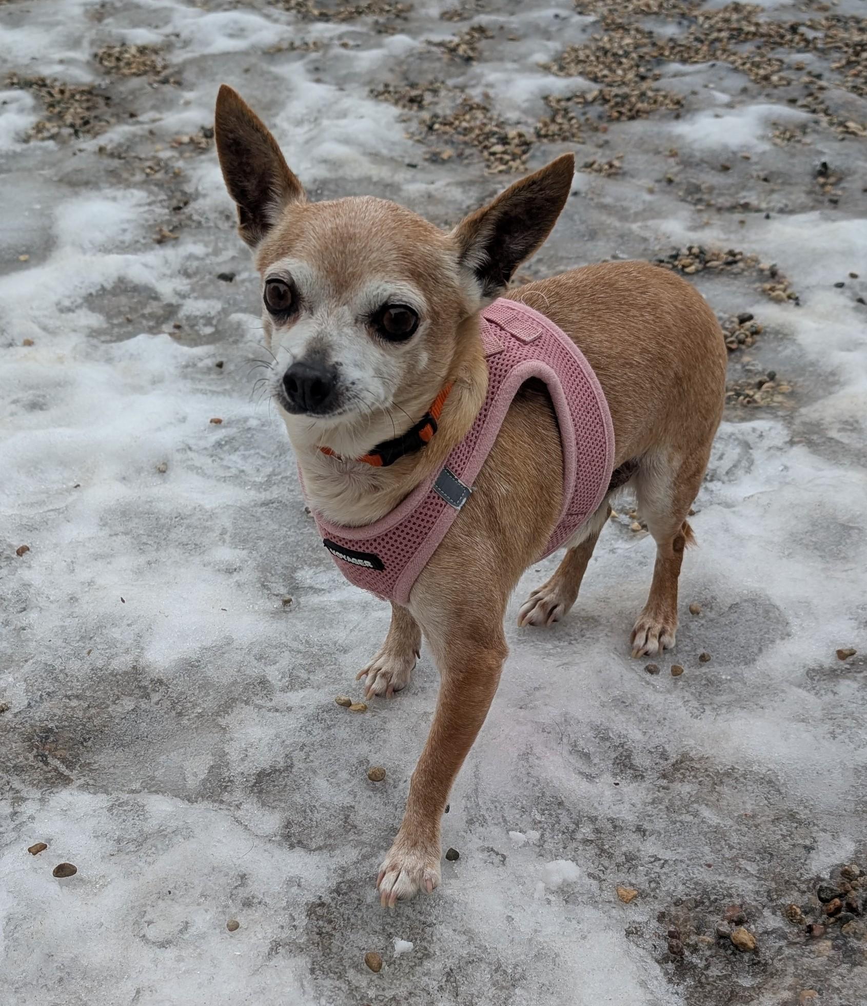 Edgar, adopted, Senior Male Chihuahua.