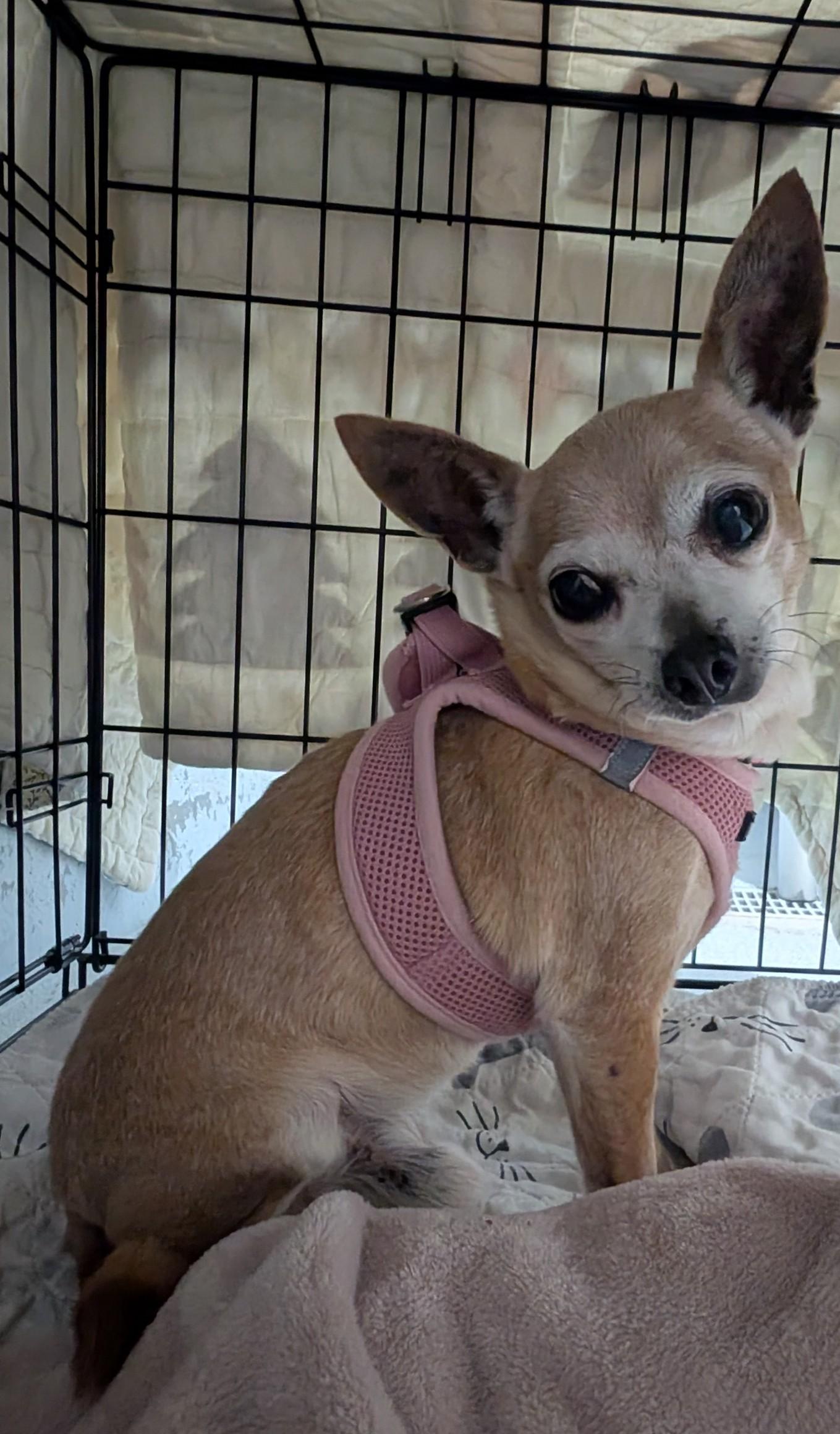 Enlarge Edgar, an adopted Chihuahua in New Ulm, MN image 3/3