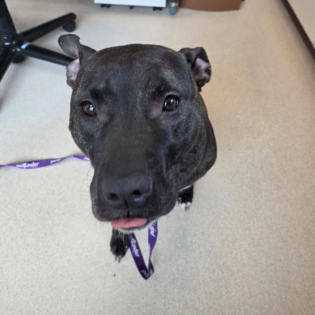 Scuba $99, a Adoptable mixed breed in Springfield, MA image 1/2