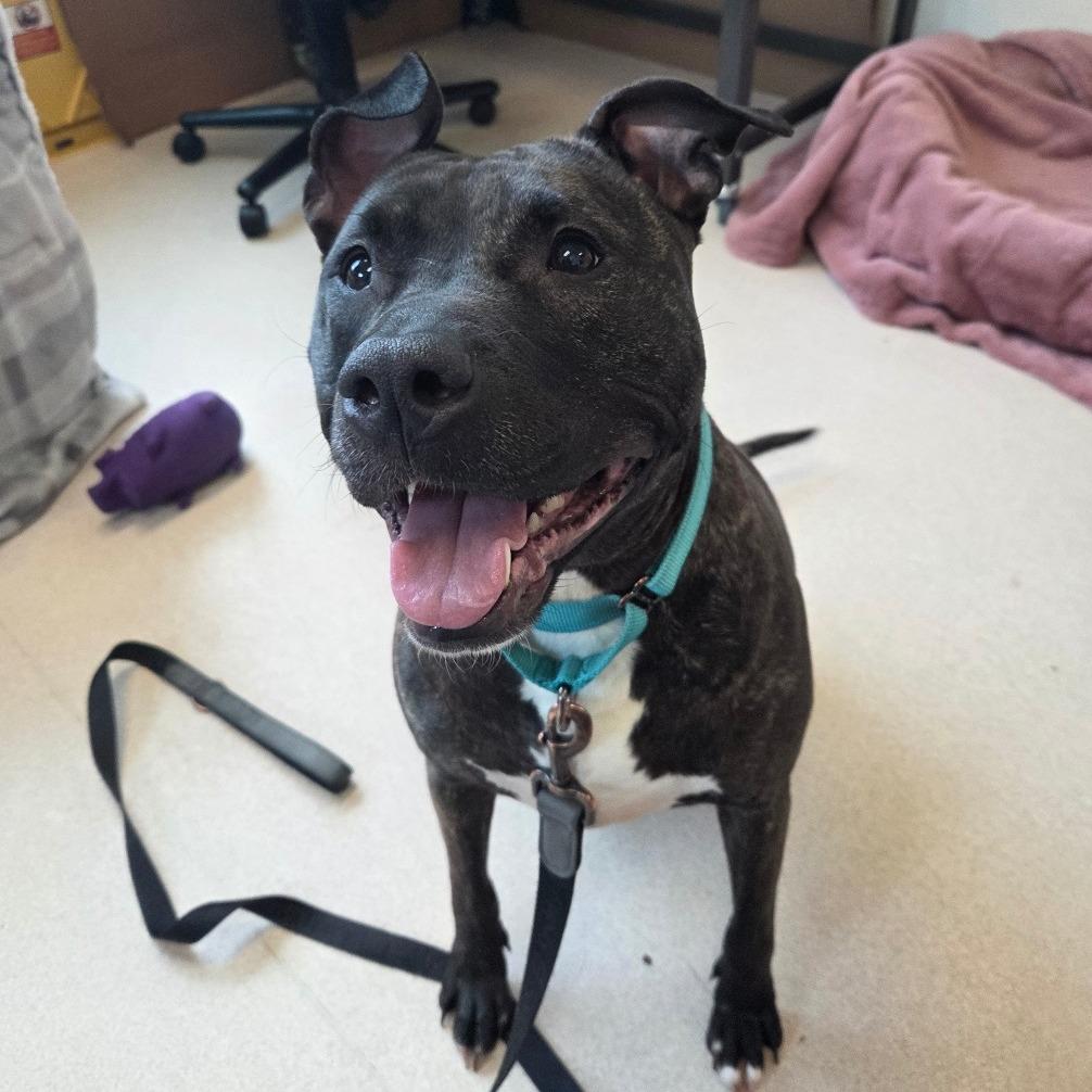 Scuba $99, a Adoptable mixed breed in Springfield, MA image 2/2
