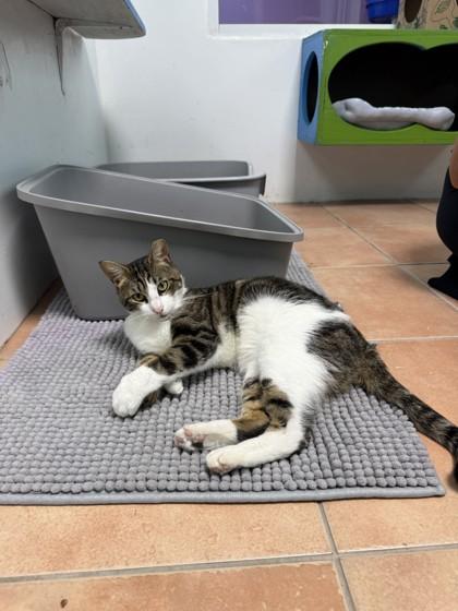 Tostones, Adoptable, Adult Male Domestic Short Hair & Domestic Short Hair.