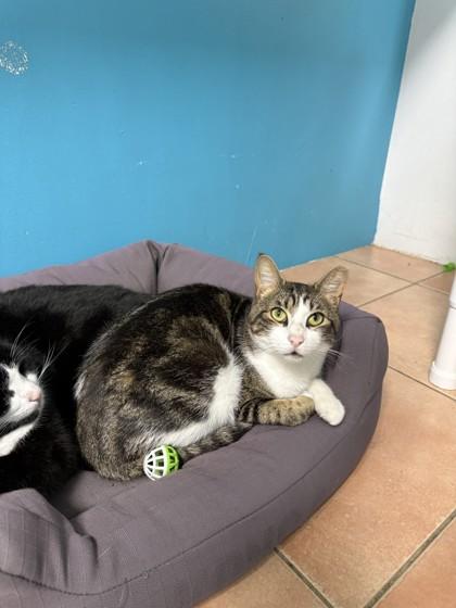 Tostones, a Adoptable mixed breed in North Miami Beach, FL image 2/2