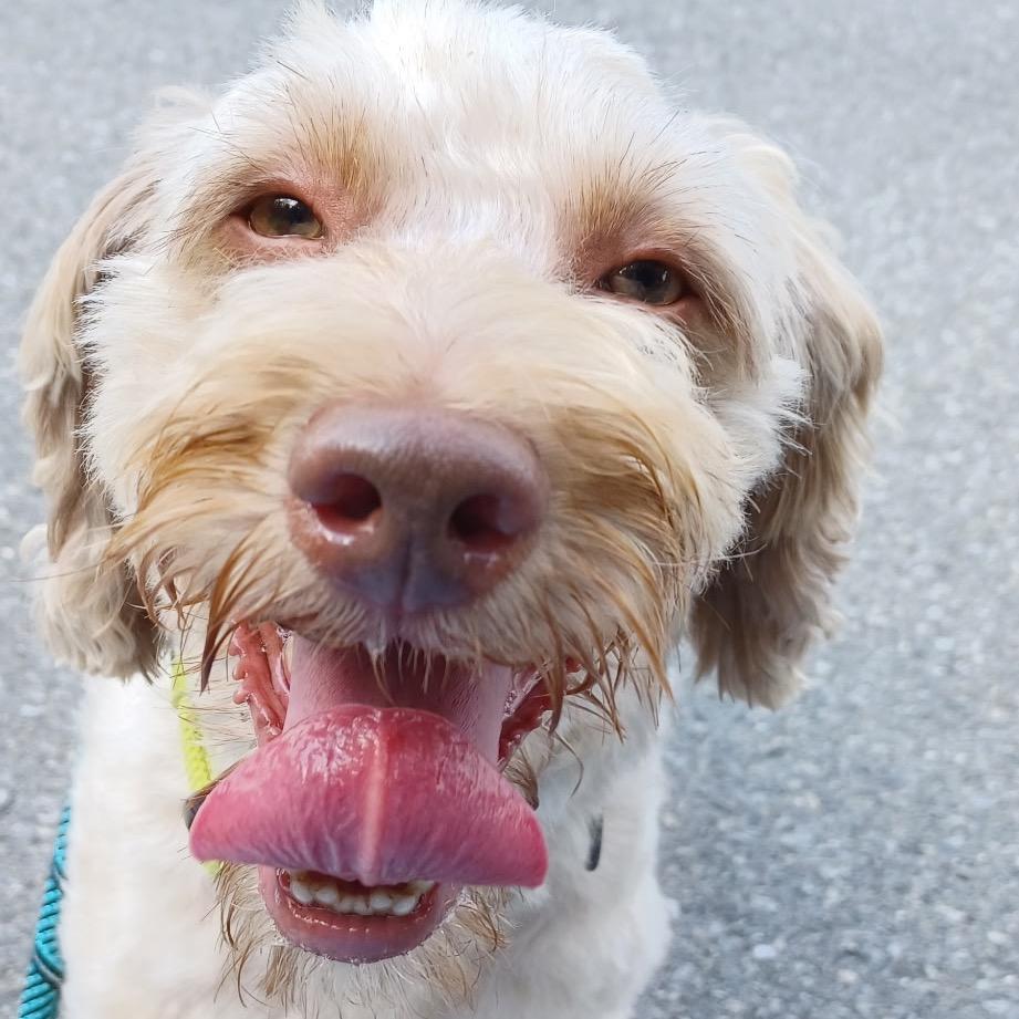 Seven, Adoptable, Adult Male Miniature Poodle & Australian Shepherd.