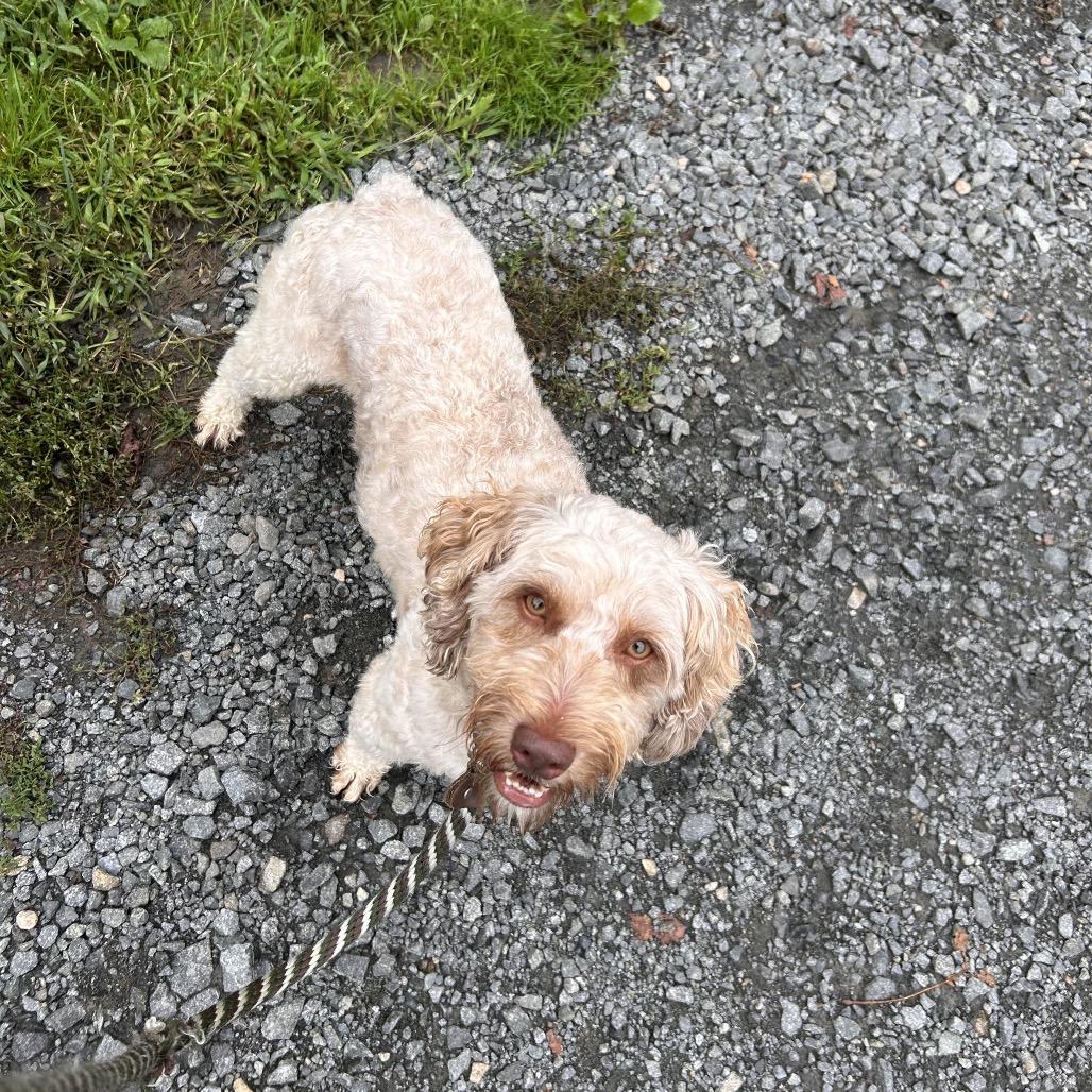 Enlarge Seven, a Adoptable mixed breed in Birdsboro, PA image 3/5