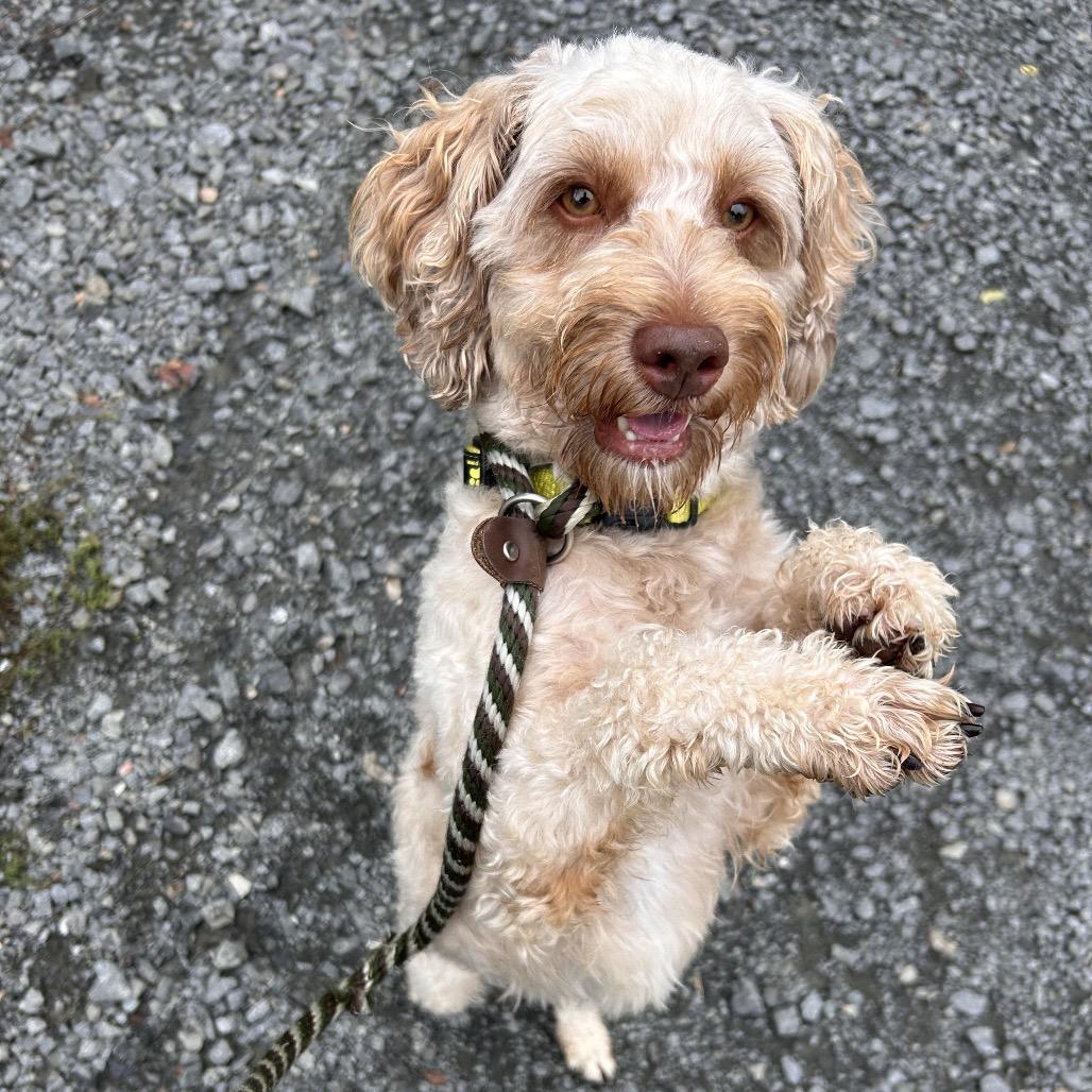 Enlarge Seven, a Adoptable mixed breed in Birdsboro, PA image 5/5