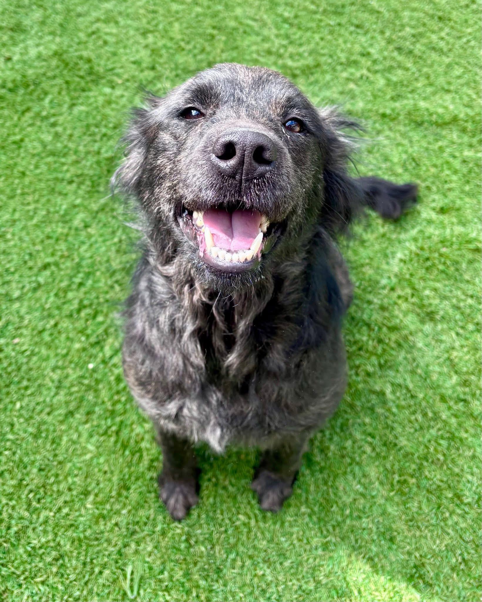 Luna , ADOPTABLE, Young Female Collie.