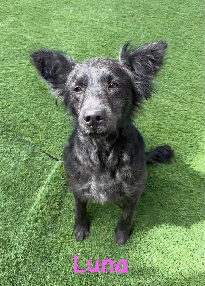 Enlarge Luna , a ADOPTABLE mixed breed in South Amboy, NJ image 2/2