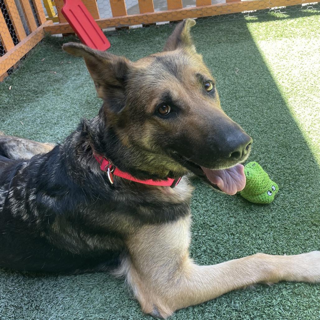 Ashley A2182723, a Adoptable German Shepherd Dog in Mission Hills, CA image 1/6