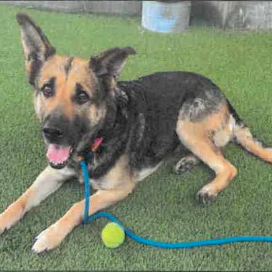 Ashley A2182723, a Adoptable German Shepherd Dog in Mission Hills, CA image 4/6