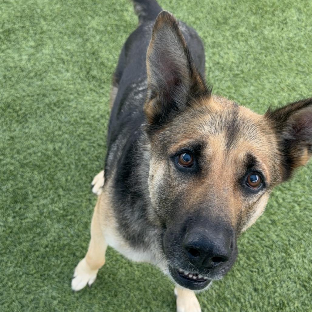 Ashley A2182723, a Adoptable German Shepherd Dog in Mission Hills, CA image 6/6