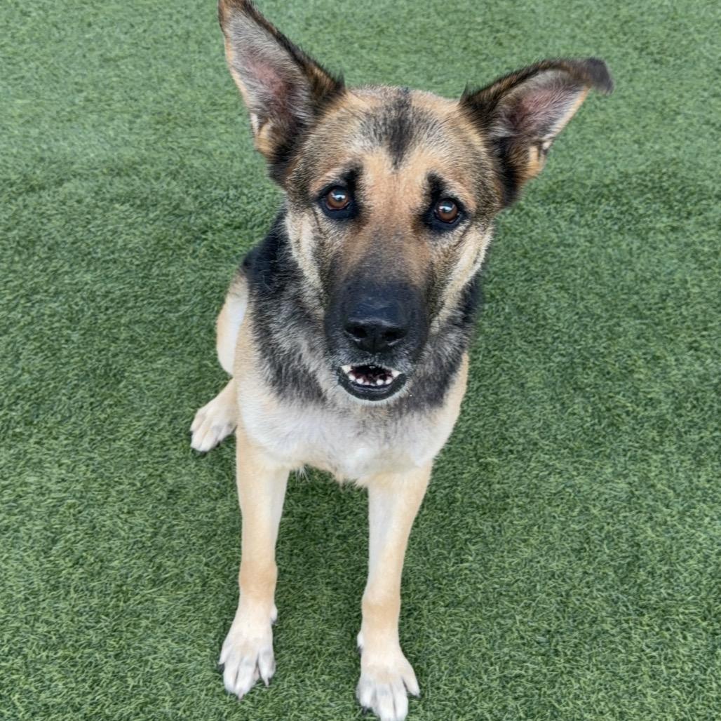 Ashley A2182723, a Adoptable German Shepherd Dog in Mission Hills, CA image 6/6