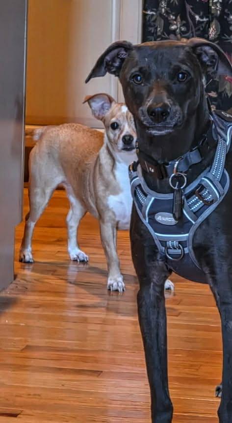 Collin, a ADOPTABLE mixed breed in Luttrell, TN image 2/6