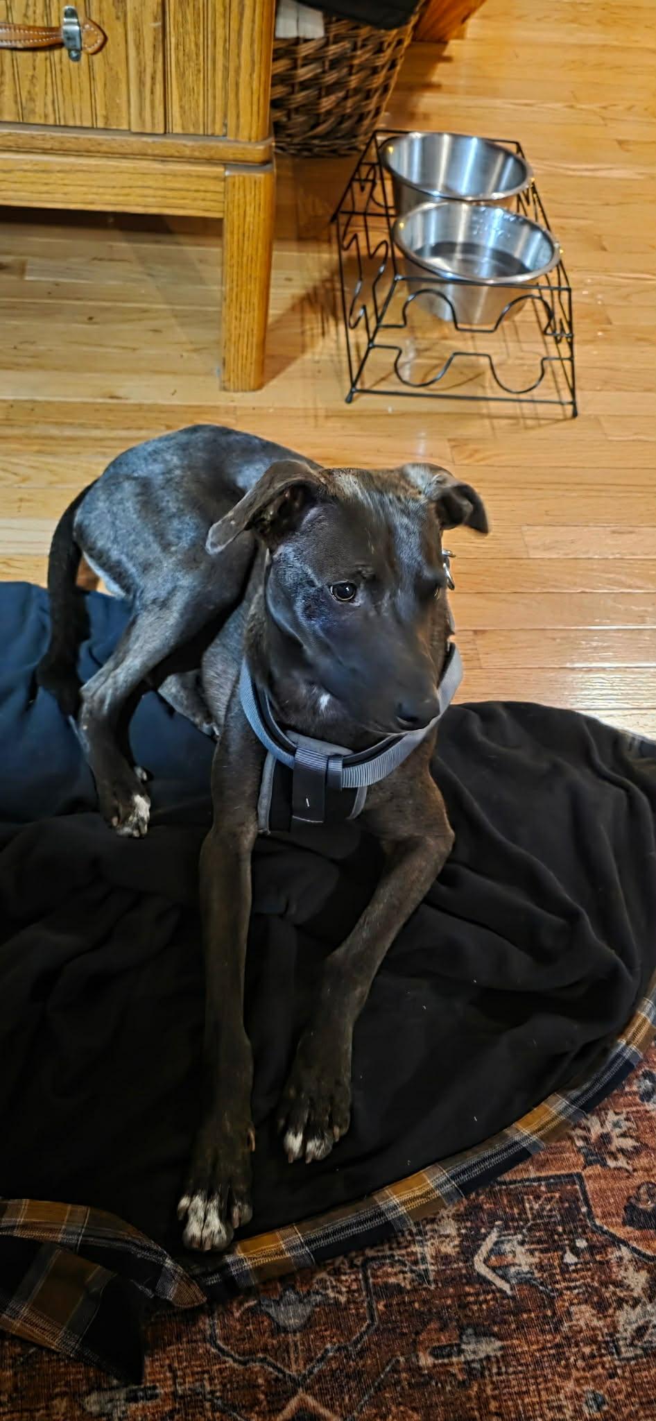 Collin, a ADOPTABLE mixed breed in Luttrell, TN image 5/6