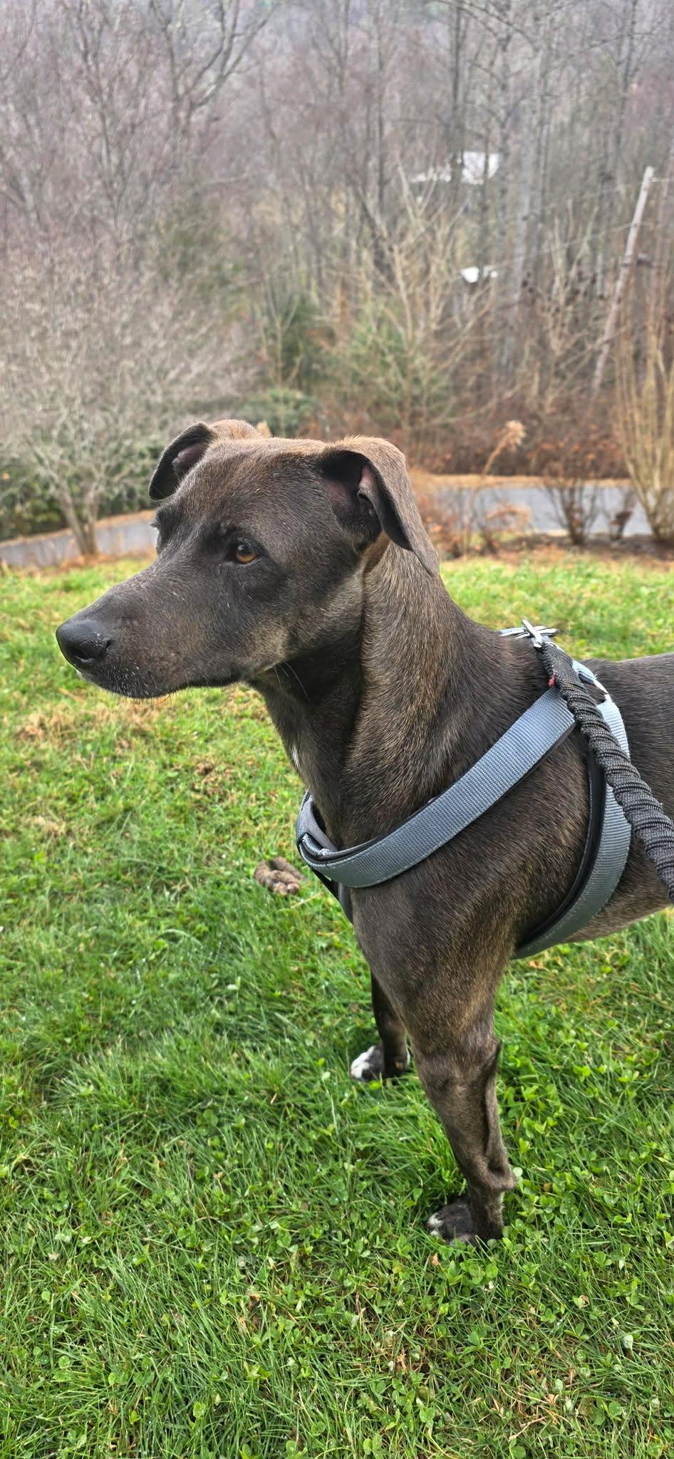 Collin, a ADOPTABLE mixed breed in Luttrell, TN image 3/6