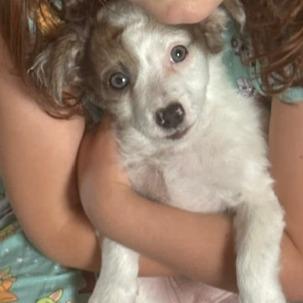 Enlarge Tena, a Adoptable mixed breed in Chaska, MN image 1/6