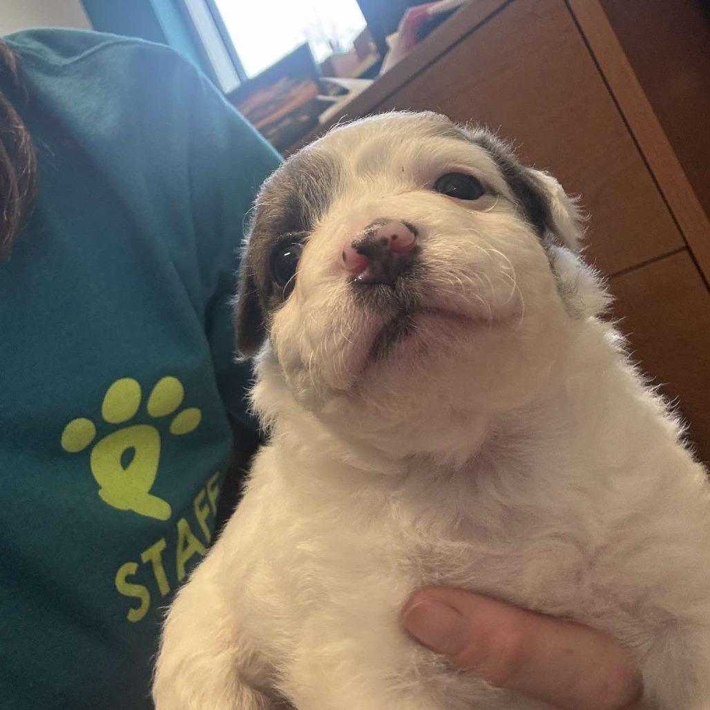 Enlarge Tena, a Adoptable mixed breed in Chaska, MN image 2/6