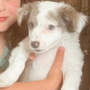 Enlarge Tena, a Adoptable mixed breed in Chaska, MN image 3/6