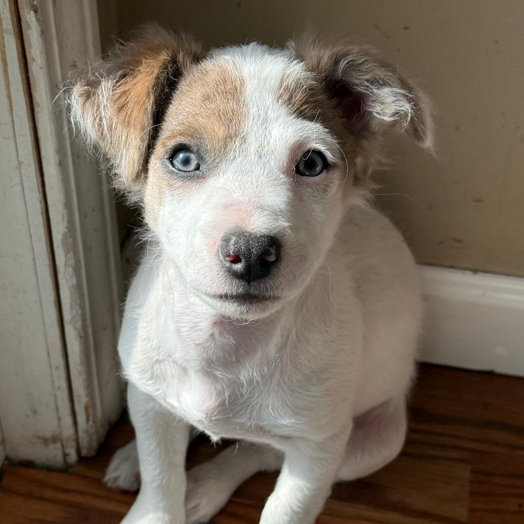 Enlarge Tena, a Adoptable mixed breed in Chaska, MN image 4/6