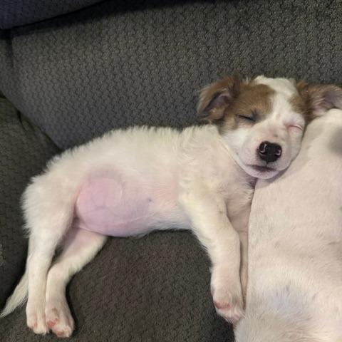 Enlarge Tena, a Adoptable mixed breed in Chaska, MN image 5/6