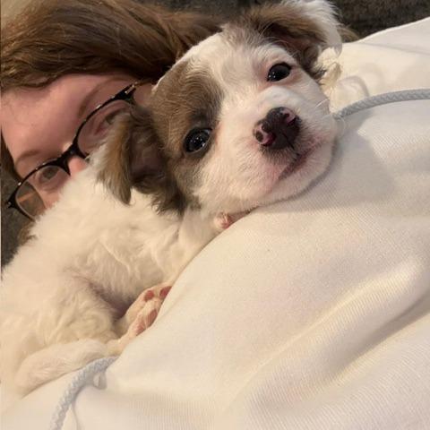 Enlarge Tena, a Adoptable mixed breed in Chaska, MN image 6/6