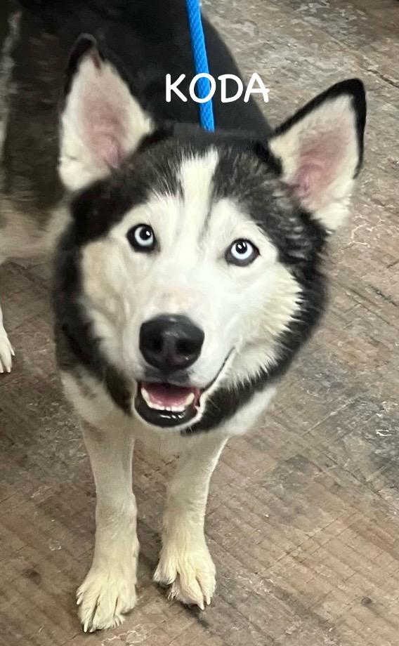 KODA, a ADOPTABLE Husky in Bowling Green, OH image 4/6