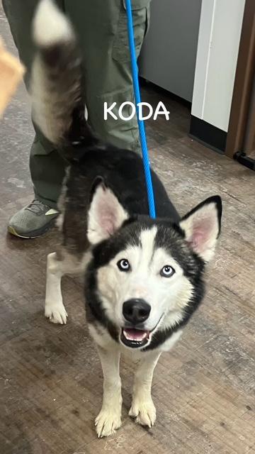 KODA, a ADOPTABLE Husky in Bowling Green, OH image 3/6